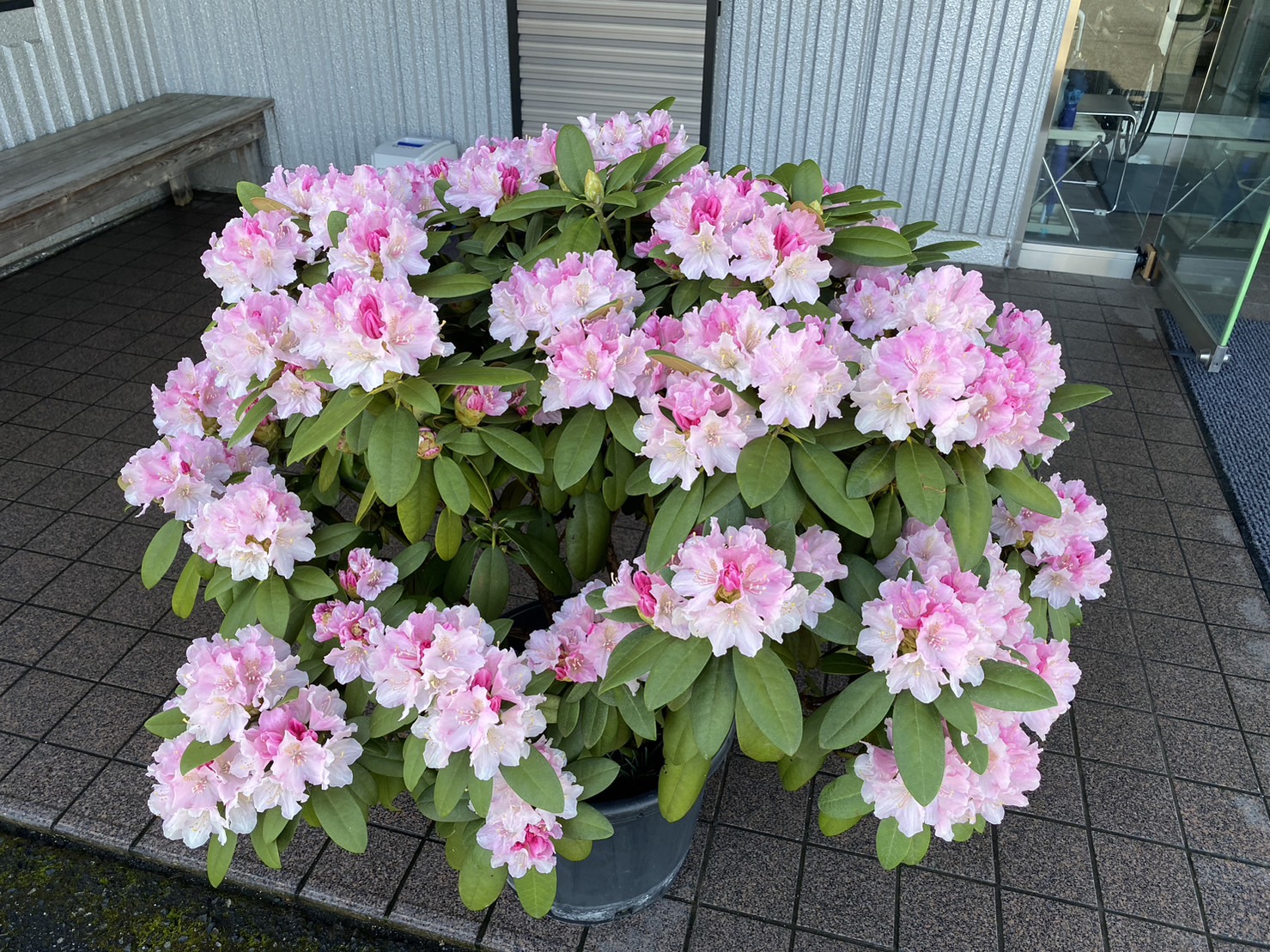 茶道具 棗 石楠花(しゃくなげ) 茶道具 棗 石楠花(しゃくなげ)